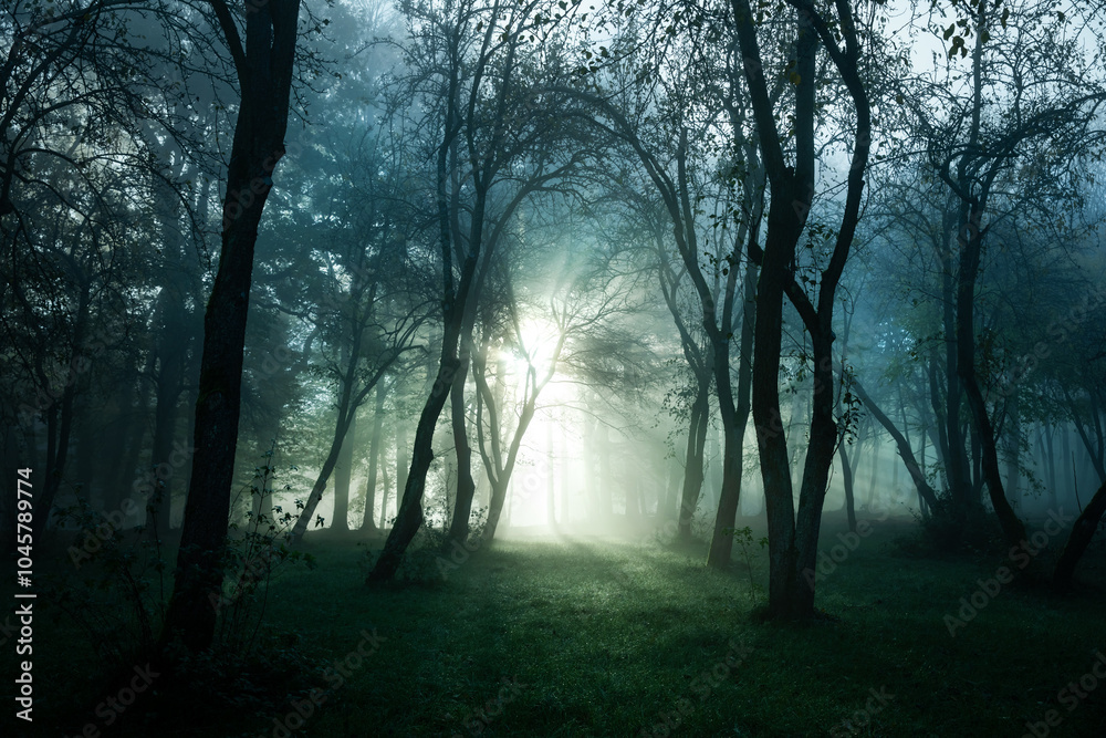 Fototapeta premium poranna mgła w lesie i promienie słońca 