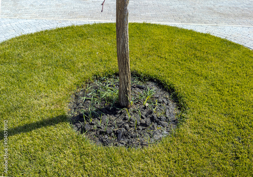 Fotografi Digging around a young tree in a park area
