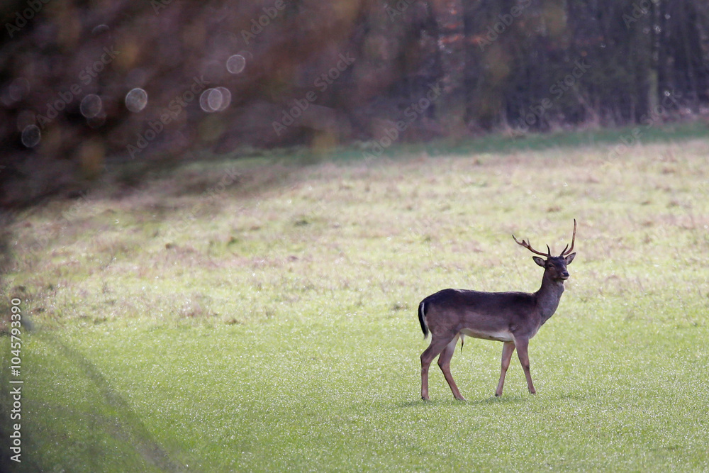 Fallow buck in a field. Taken near Salisbury, England. Fallow buck in a field. Taken near Salisbury, England.