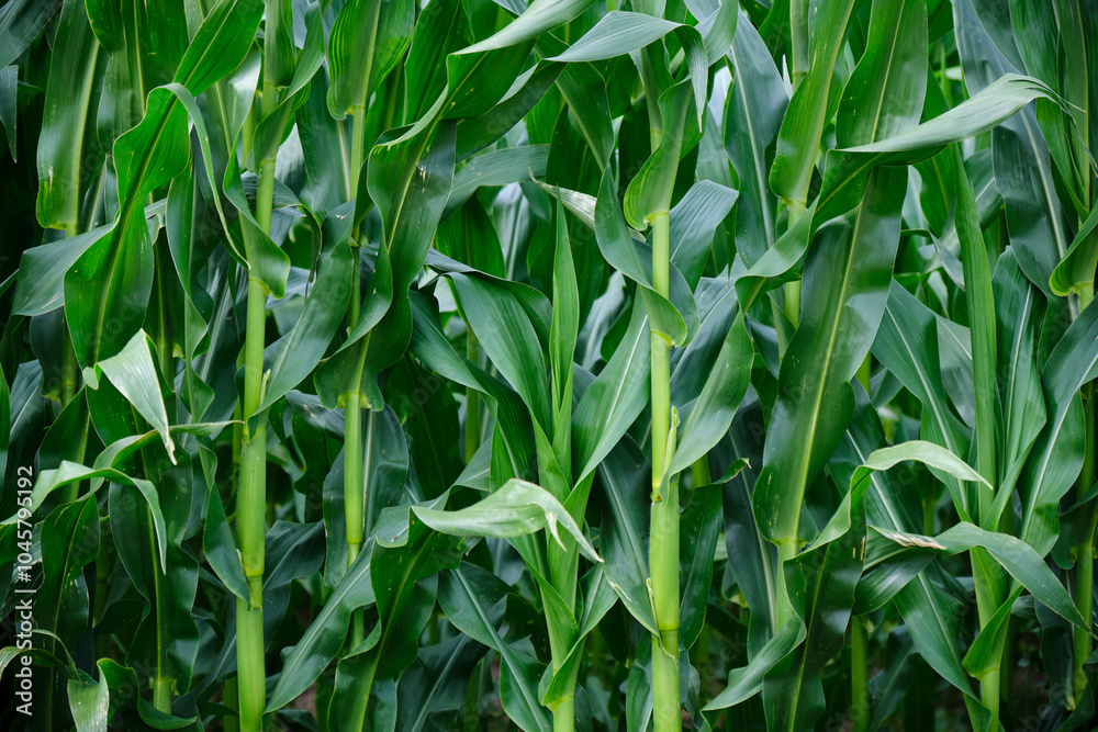 Corn field close up. Selective focus. Green Maize Corn Field Plantation in Summer Agricultural Season.