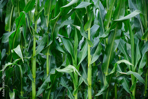 Obraz na płótnie Corn field close up. Selective focus. Green Maize Corn Field Plantation in Summer Agricultural Season. w salonie