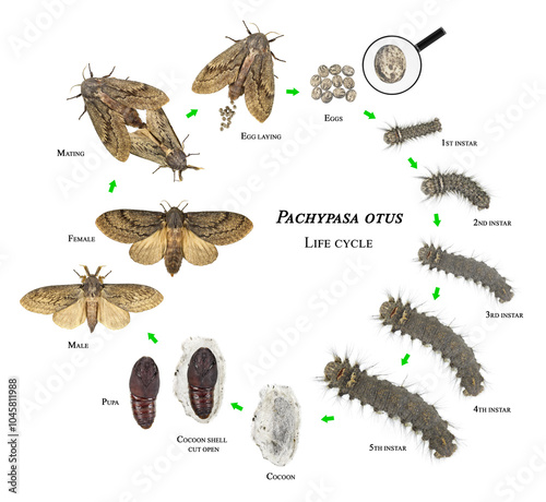 Cypress moth, Pachypasa otus or Sphinx otus (Lepidoptera: Lasiocampidae) is a one of the dangerous pests of cypress, juniper, thuja and oak trees. Life cycle isolated on a white background photo