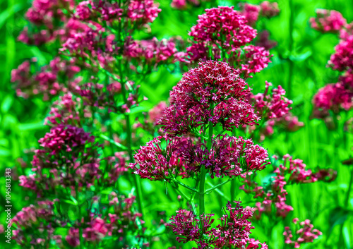 Purpure flowers of centranthus ruber. Also called red valerian, spur valerian, kiss-me-quick, fox's brush, devil's beard and Jupiter's beard.