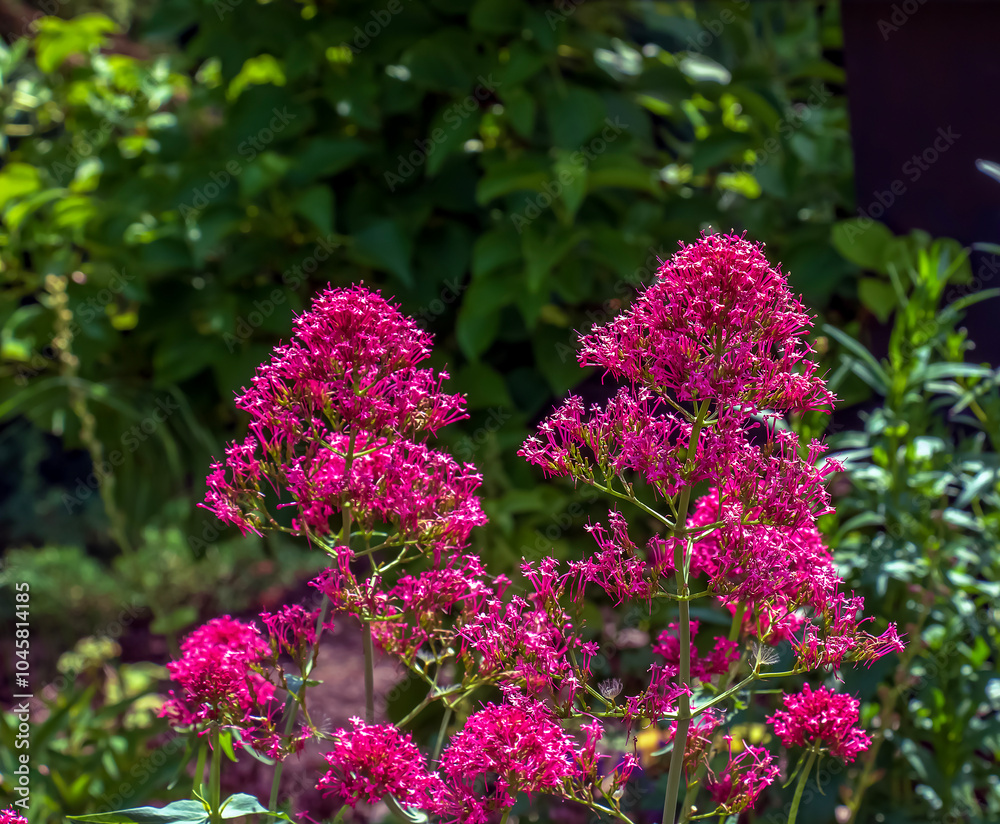 Obraz premium Purpure flowers of centranthus ruber. Also called red valerian, spur valerian, kiss-me-quick, fox's brush, devil's beard and Jupiter's beard.