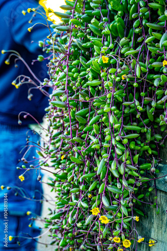 Plant on the pots 