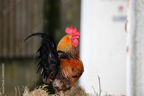 Rooster on straw in farmyard. Taken near Salisbury, England.