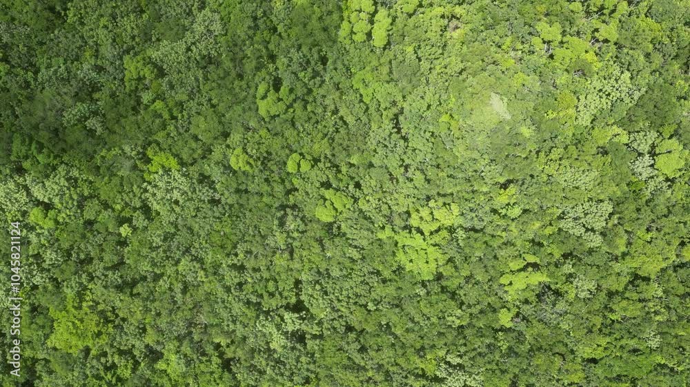 Aerial view spring forest. Natural green background. Photo from the drone Aerial view spring forest. Natural green background. Photo from the drone