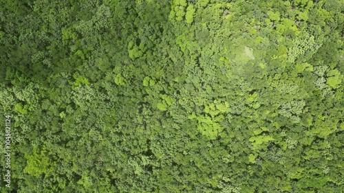 Wallpaper Mural Aerial view spring forest. Natural green background. Photo from the drone Torontodigital.ca