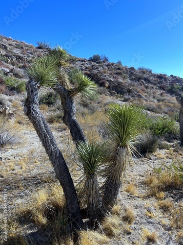 Joshua tree spotted in Yucca Valley