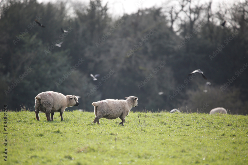 Hampshire Down ewes. Taken near Cholderton, Hampshire, England. Hampshire Down ewes. Taken near Cholderton, Hampshire, England.