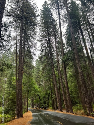 View of trees and rainy road