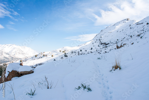 Snow and winter for the Arabs, snowfall in Jijel state, Algeria, the Maghreb, snow in the Arab countries of North Africa, snow in the mountains, trees, forest, sky and clouds, Winter and snow Africa.