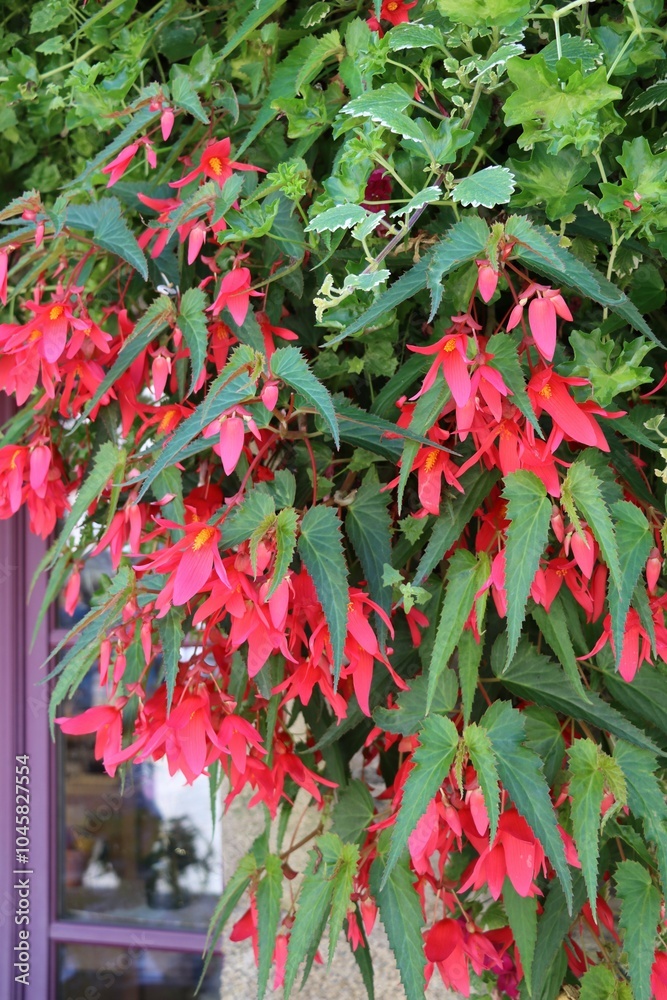 red flowers of begonias