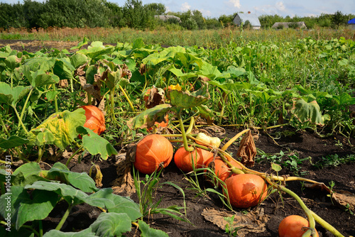 Ripe orange pumpkin growing in the garden photo