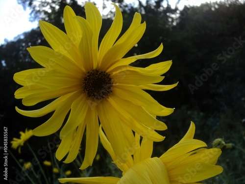 Yellow Flower near the forest