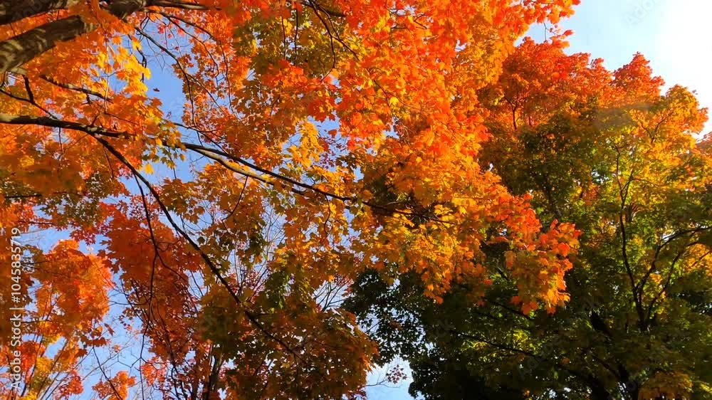 Capturing Autumn’s Hues: A Dolly Shot Under Red Fall Trees Capturing Autumn’s Hues: A Dolly Shot Under Red Fall Trees