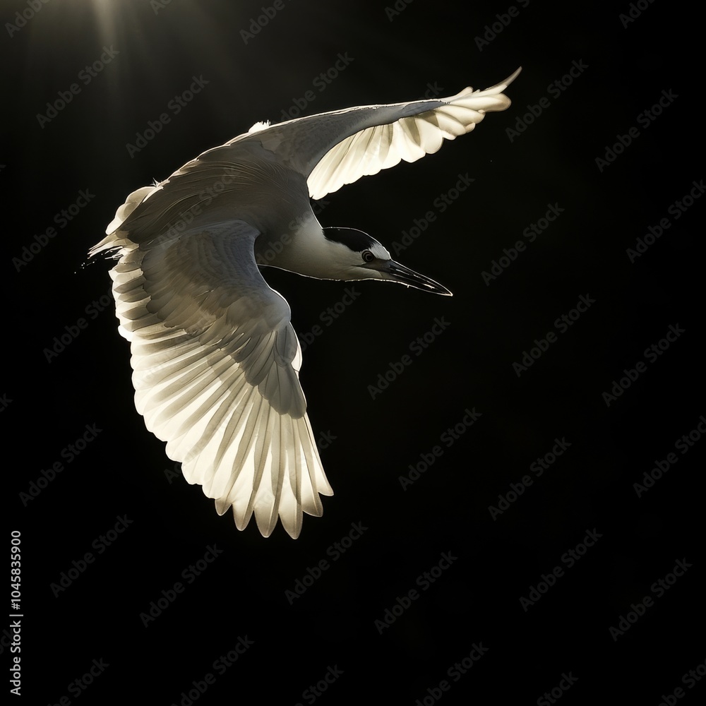 Obraz premium Night heron in Germany