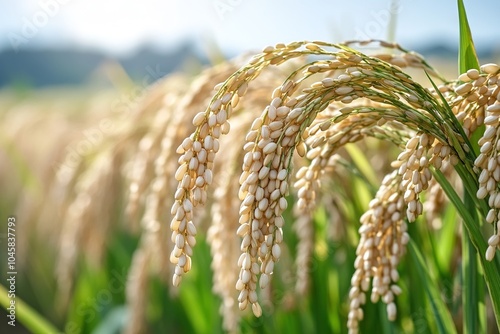 paddy harvest