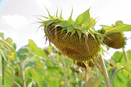 Field with ripe sunflowers. Large heads photo