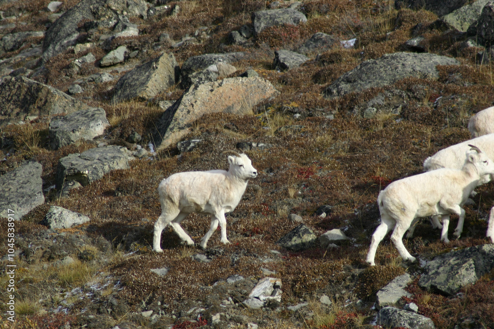 mountain goat in Alaska on the Dalton Highway mountain goat in Alaska on the Dalton Highway