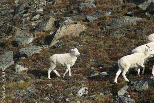 mountain goat in Alaska on the Dalton Highway