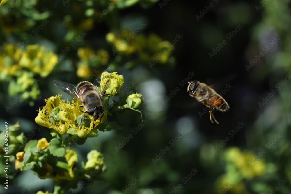 bee collects nectar from a red flower on the background of summer garden. bee collecting pollen on the bee. bee collects nectar from a red flower on the background of summer garden. bee collecting pollen on the bee.