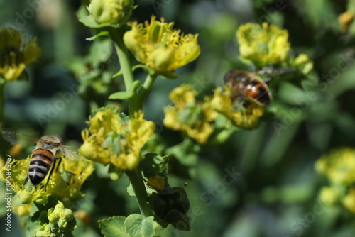 bee collects nectar from a red flower on the background of summer garden. bee collecting pollen on the bee.