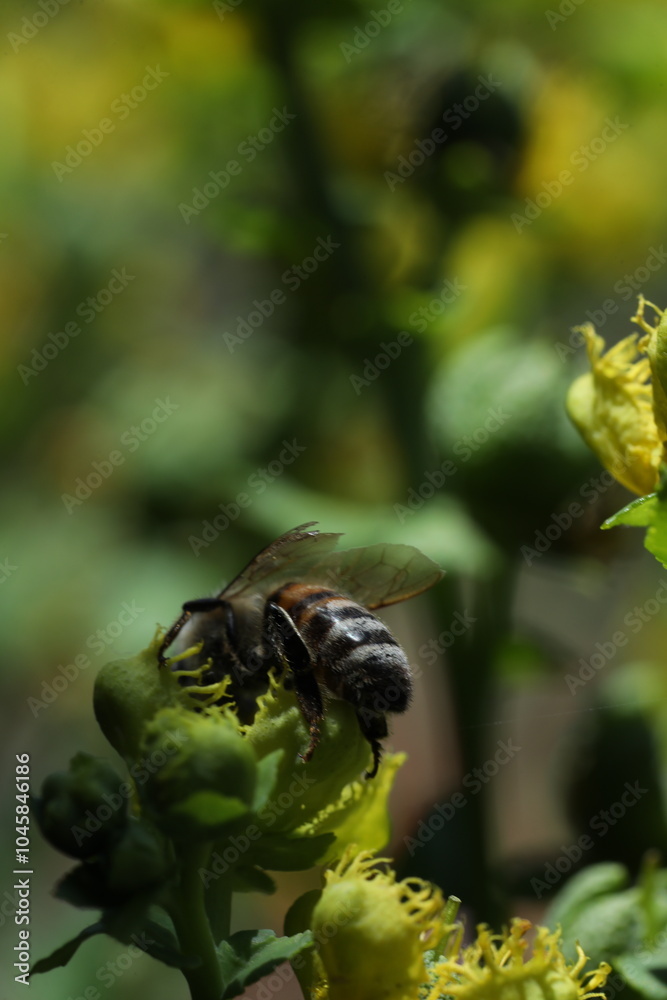 bee collects nectar from a red flower on the background of summer garden. bee collecting pollen on the bee. bee collects nectar from a red flower on the background of summer garden. bee collecting pollen on the bee.
