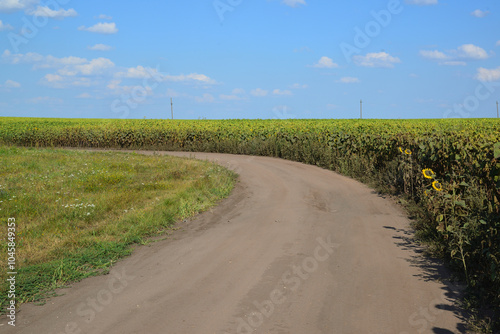 Road on edge of a field with blooming sunflower