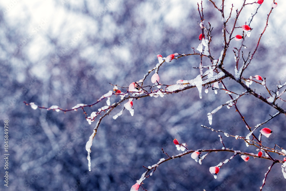 ice-covered branches of rose hips with red berries in winter after a thaw ice-covered branches of rose hips with red berries in winter after a thaw