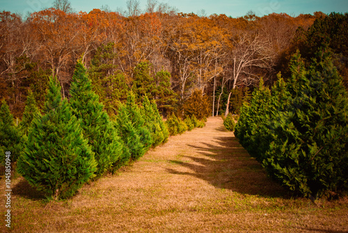 Evergreen Christmas Tree Farm