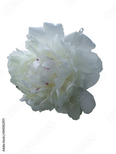 white flower isolated on white