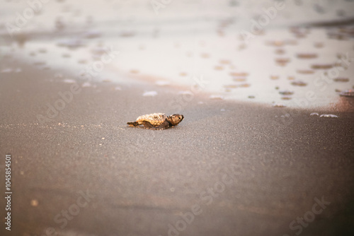 Baby sea turtle walking to the water