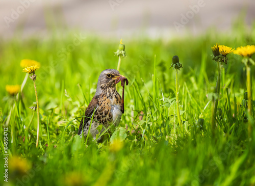 portrait of bird thrush fieldfare with prey earthworm in beak on green grass in spring park in city
