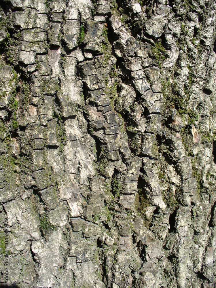 Structure and pattern of bark of tree Common walnut, Juglans regia with green moss - natural background, close-up shot. Topics: natural environment, vegetation, season, forestry, ecology, macro Structure and pattern of bark of tree Common walnut, Juglans regia with green moss - natural background, close-up shot. Topics: natural environment, vegetation, season, forestry, ecology, macro
