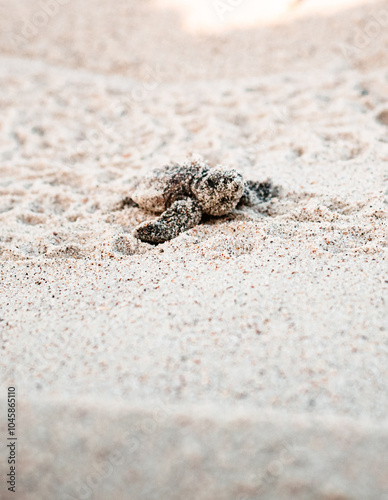 Baby sea turtle walking to the water