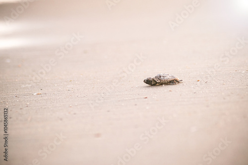 Baby sea turtle walking to the water