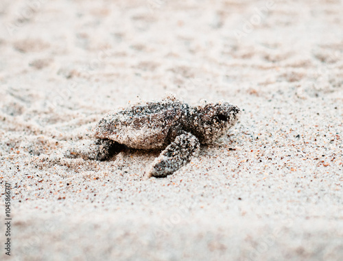 Baby sea turtle walking to the water