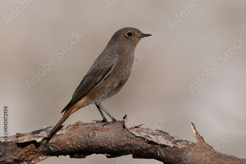 Female black redstart perched on a dry branch of tree. Birds with brown gray and orange colors. Real photography in natural environment. Phoenicurus ochruros.