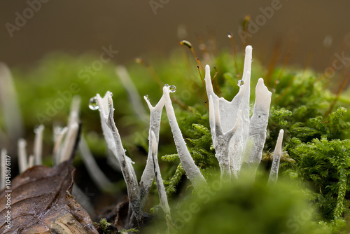 Geweihförmige Holzkeule (Xylaria hypoxylon) auf Moos  photo