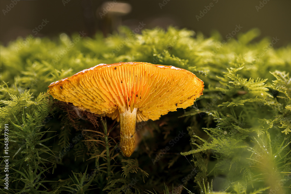 Orangeroter Pilz auf bemoostem Totholz Orangeroter Pilz auf bemoostem Totholz