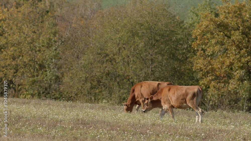 Gentle cows peacefully graze in a tranquil, serene autumn landscape that is surrounded by colorful trees and nature Gentle cows peacefully graze in a tranquil, serene autumn landscape that is surrounded by colorful trees and nature