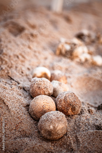 Sea turtle eggs