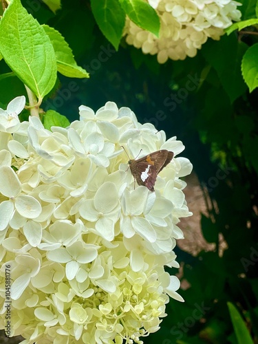 Butterfly on flowers