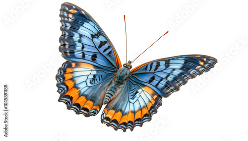 Vibrant Blue and Orange Butterfly on Black Background