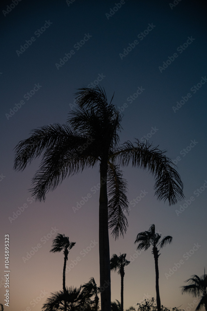 Fototapeta premium Palm tree at sunset or sunrise