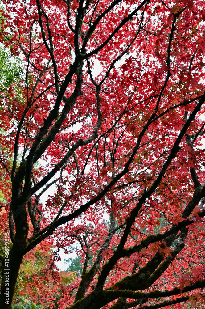 Beautiful autumn deciduous tree foliage in full red, orange and yellow colours in mid autumn in Butchart gardens, Victoria, BC Beautiful autumn deciduous tree foliage in full red, orange and yellow colours in mid autumn in Butchart gardens, Victoria, BC