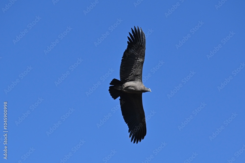 Flying Condor at Colca Canyon Peru Flying Condor at Colca Canyon Peru