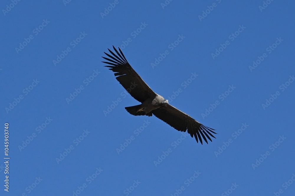 Fototapeta premium Flying Condor at Colca Canyon Peru