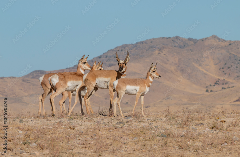 Pronghorn Antelope During the Rut in Autumn in the Utah Desert Pronghorn Antelope During the Rut in Autumn in the Utah Desert